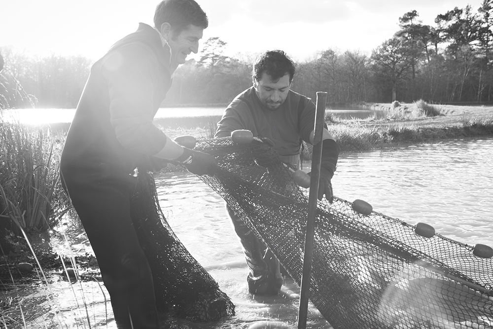 laying nets